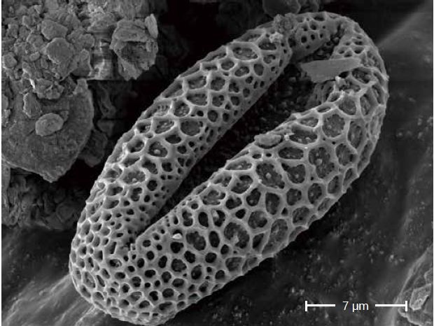 Scanning electron microscopes KYKY EM-8000. Examples of images.