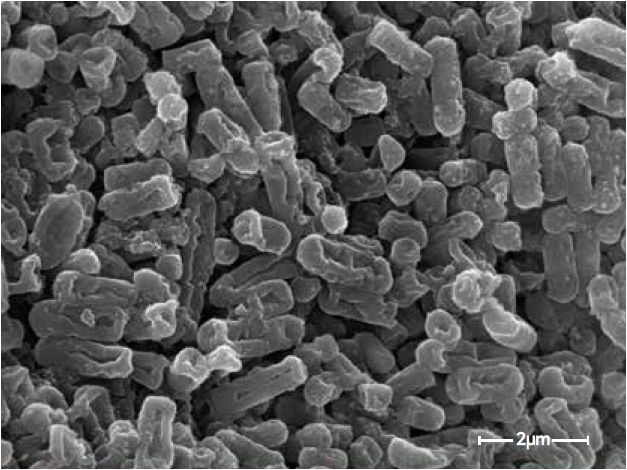 Scanning electron microscopes KYKY-EM6900. Examples of images