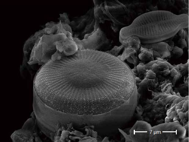 Scanning electron microscopes KYKY EM-8000. Examples of images.