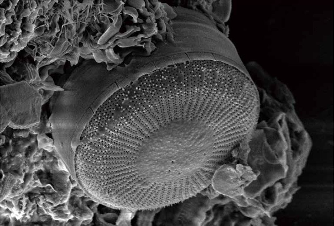 Scanning electron microscopes KYKY EM-8000. Examples of images.