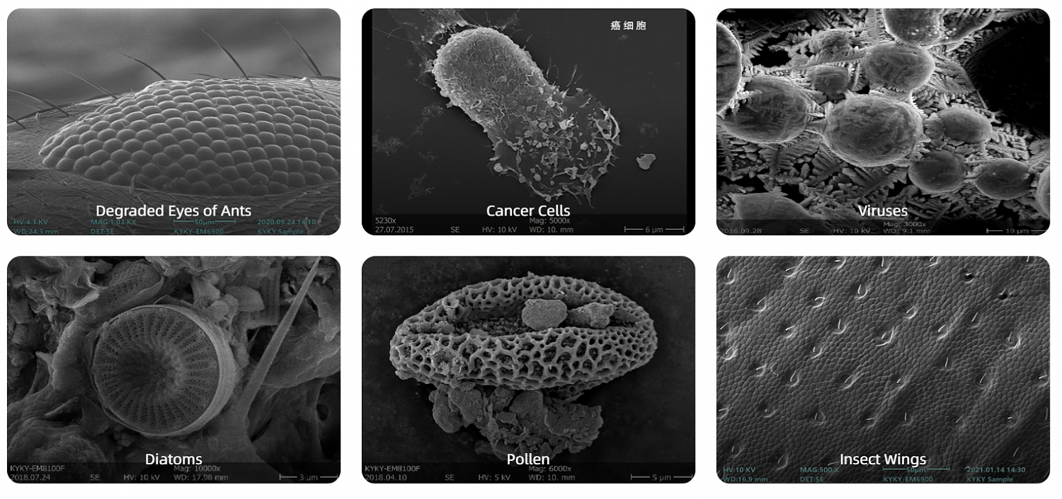 Examples of the use of scanning electron microscopes